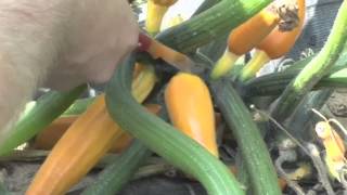 How To Harvest Courgette Plants [upl. by Sutit]