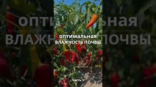 Оптимальная влажность почвы  Часть 1 фермерскоехозяйство фермерство советы овощеводство [upl. by Suidaht]