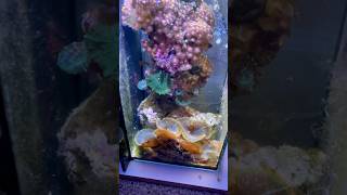 Reef Tank FEED LESS BE PATIENT reeftank nanoaquarium nanoreef [upl. by Htur]