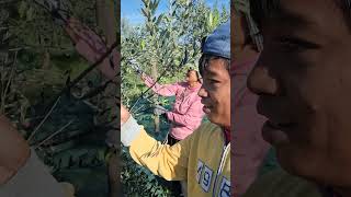 OLIVES PICKING oliveoil season enjoy work [upl. by Barney]