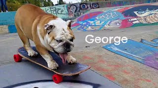 Bulldog George AMAZES new fans at the skatepark with his incredible skateboarding skills [upl. by Elysee474]