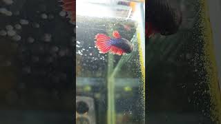 kampffisch bettafish betta female [upl. by Annas]