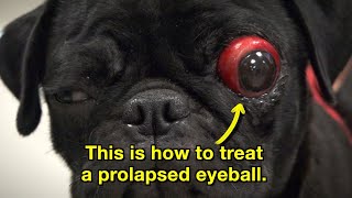 This is how to treat a prolapsed eyeball  Episode 21 [upl. by Yim]