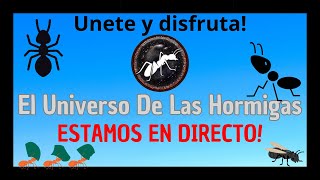 Pásate para charlar de hormigas y más El Universo De Las Hormigas [upl. by Wilkins]