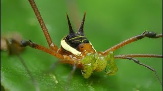 Pretty Harvestman from Ecuador [upl. by Christopher]