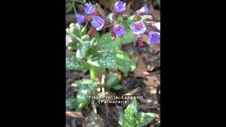 Lungwort Plant Profile [upl. by Sueahccaz632]