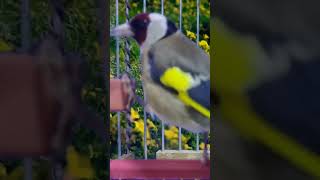 Lessons to support and enhance singing in goldfinches birds [upl. by Ayotl]