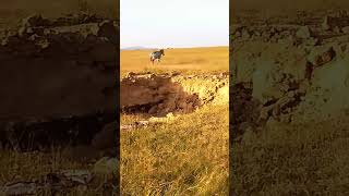 treeless grassland 😍 for frequently wildlife videos subscribe🔔 Like 👍amp Share [upl. by Trinia622]