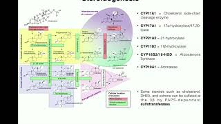 Steroidogenesis  The Biosynthesis of Steroids from Cholesterol [upl. by Douglass]