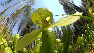 Predatory Plants Lure of the Cobra Lily [upl. by Nadda]