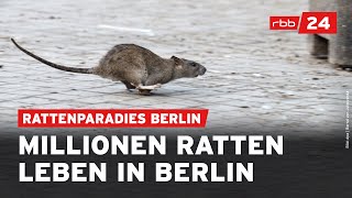 Darum breiten sich Ratten in Berlin aus [upl. by Ahsinar758]