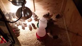 How to Build a Chicken or Quail Brooder [upl. by Fulbright]