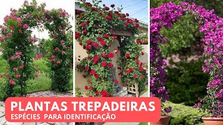 10 ESPÉCIES DE PLANTAS TREPADEIRAS PARA IDENTIFICAÇÃO [upl. by Maxia]