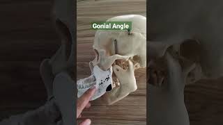 Angle of MandibleGonial Angle draqilshah anatomy viralvideos viral youtubeshorts shortsvideo [upl. by Ause762]