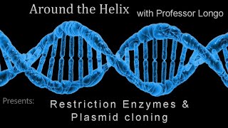 Genetics Problem Solving  Restriction Enzymes and Plasmid cloning [upl. by Shulamith450]