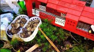 Tetramorium Bicarinatum eating 12hr stream [upl. by Waldon875]