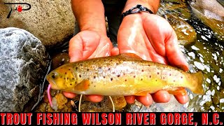 Trout Fishing North Carolinas Wilson Creek Gorge [upl. by Cousin]