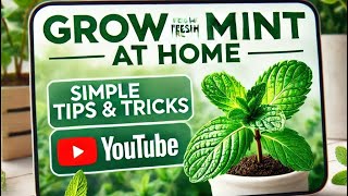 Grow Fresh Mint at Home  Simple Tips amp Tricks [upl. by Nobe]