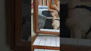 Mera Rio😘yt viralvideo goldenretriever doglover shorts shortsvideo dogshorts doglovers [upl. by Letniuq]