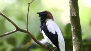 Bearded Bellbird [upl. by Avery]