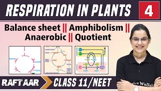 Respiration in Plants 04  Balance Sheet  Amphibolism  Anaerobic  Quotient  Class 11NEET [upl. by Atekin]