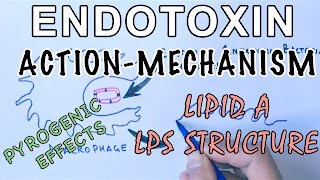 Mechanism of Endotoxins  Pyrogen Activation amp LPS Structure [upl. by Gamal994]