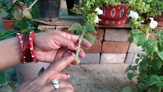 Ajwain Plant Ki Cutting Kese Lagaye RUPA GREEN GARDEN [upl. by Salena730]