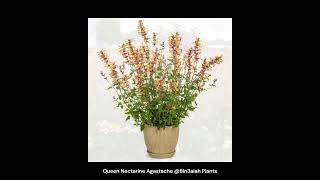 Queen Nectarine Agastache Bin3aiah Plants [upl. by Nikal90]