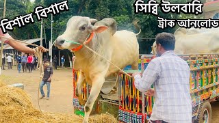 All The Giant Ulbari Sibbi Bulls Truck Unloading Moments in Bogra Cattle Fair cow cattle sapi [upl. by Nal]