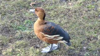 Meet the Tiger Duck or simply Fulvous whistling duck  Dendrocygna bicolor [upl. by Rramel]