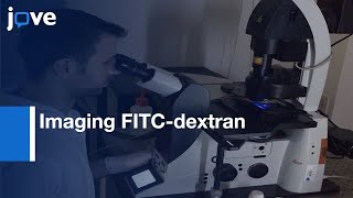 Imaging FITCdextran As Reporter or Regulated Exocytosis l Protocol Preview [upl. by Yenterb]