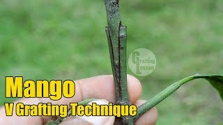 Mango V Grafting Technique With Result 100 Success [upl. by Aluin581]