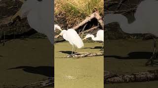 Egrets eating [upl. by Tara313]