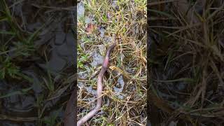 Where does the Earthworm carry its babies animals science learning [upl. by Chobot144]