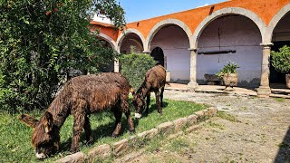 Los burros VIVEN DENTRO DE LA HACIENDA arandas [upl. by Lilli32]