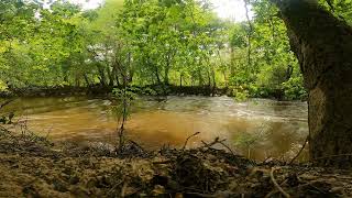 Bruit de rivière qui coule  calme et relaxation au cœur de la forêt [upl. by Warrenne]