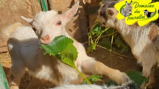 MIAM  Les chevreaux se régalent de feuilles plus grosses que leur tête [upl. by Betty]