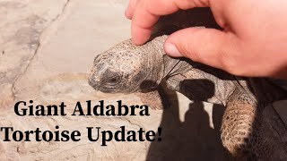 Aldabra Tortoise Update [upl. by Yaffit]