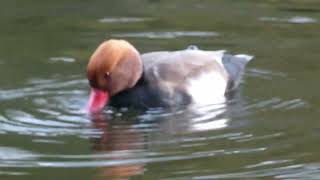 Red Crested Pochard [upl. by Natica]