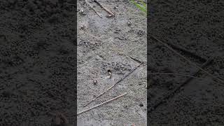 Fripp Island fiddler crabs working out [upl. by Nottap]