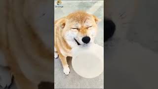 Hilarious Animal Moments You Cant Miss 😂 [upl. by Chu]