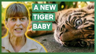 Terri Irwin Is Excited That Australia Zoo Is Getting A New Baby Tiger  Crikey Its The Irwins [upl. by Peer782]