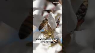 The Incredible Abilities of Bees Natures Tiny Wonders [upl. by Baugh43]