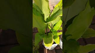 Ocimum sanctum Tulasi medicinal properties terrace garden you tube shorts [upl. by Aletha]