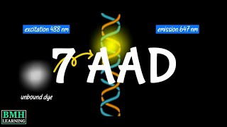 7AAD Cell Viability Assay  7AAD Cell Viability Dye [upl. by Sirad]