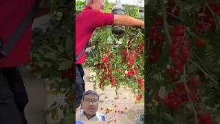 Tomat berbuah sangat lebat tomato fruit heirloomtomatoes agriculture farming plants gardening [upl. by Lowis]