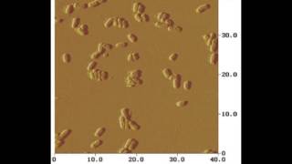 AFM study of adhesion of E coli [upl. by Niawtna]