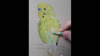 Progress drawing my budgie in colored Pencil [upl. by Ahsikym]