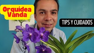 Orquídea Vanda tips y cuidados para su cultivo orchids [upl. by Niccolo]