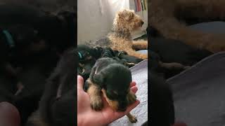 Airedale terrier new born puppies 🐶 July 29th 2024 birthday puppies dogs airedale terrier [upl. by Rayham]